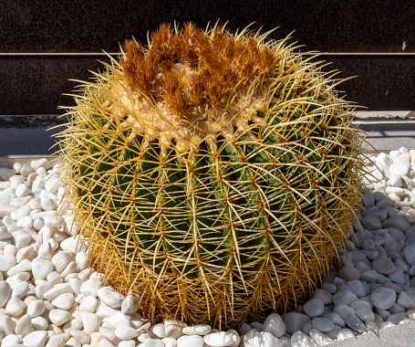 Abstract Nature, Detail of Golden Barrel Cactus, Echinocactus grusonii, Goldkugelkaktus