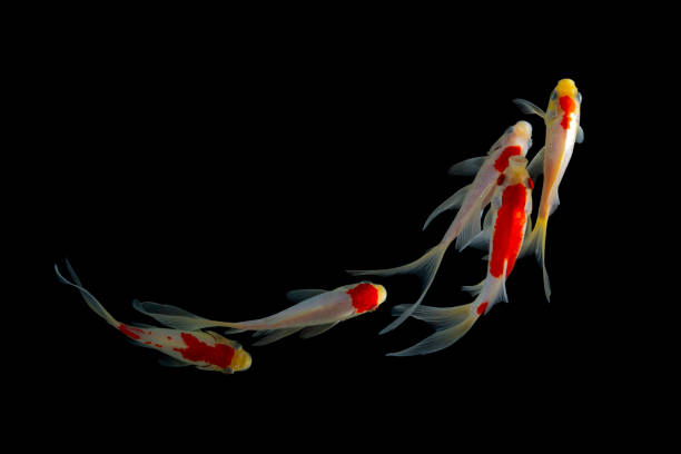 istock Koi fish isolated on balck background. Colorfuls carp fish. 1210422102