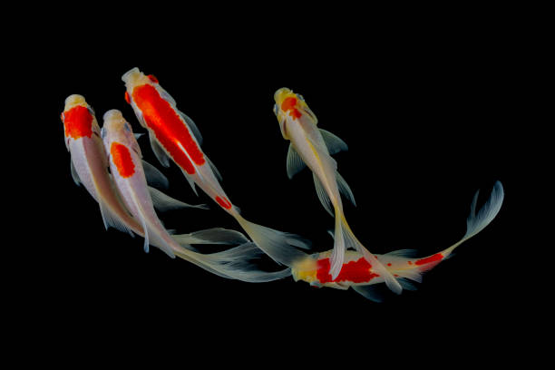 istock Koi fish isolated on balck background. Colorfuls carp fish. 1210422113