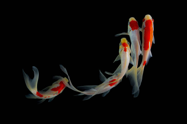 istock Koi fish isolated on balck background. Colorfuls carp fish. 1210422117