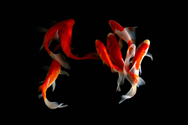 istock Koi fish isolated on balck background. Colorfuls carp fish. 1210422119