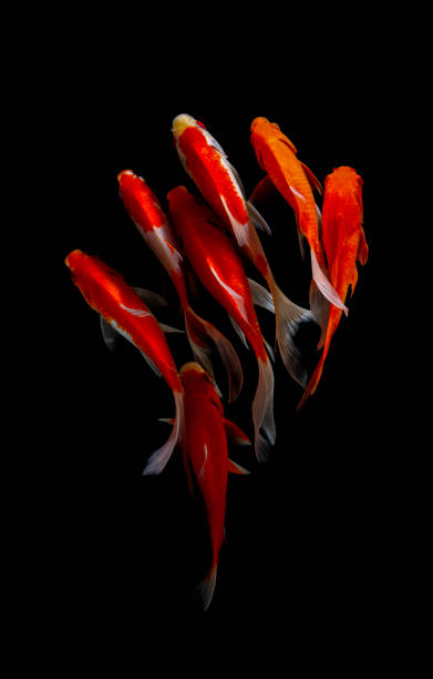 istock Koi fish isolated on balck background. Colorfuls carp fish. 1210422182