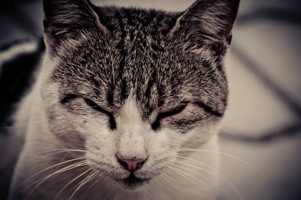 istock Closeup of a cat with closed eyes 1210422359
