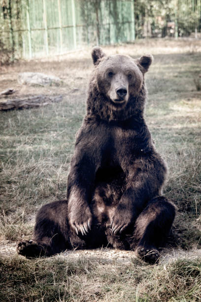 istock Brown bear sitting and looking upset 1210422380