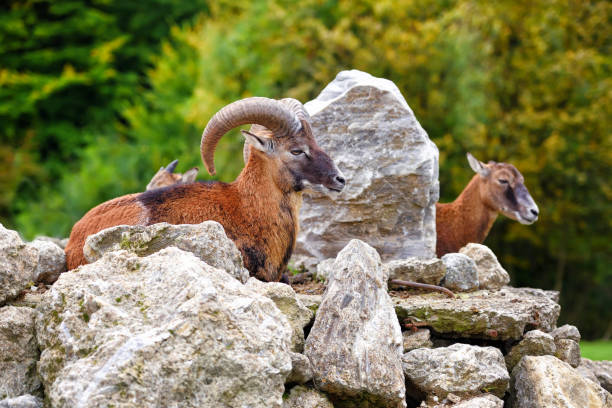 istock Big european moufflon in the natural environment 1210422424