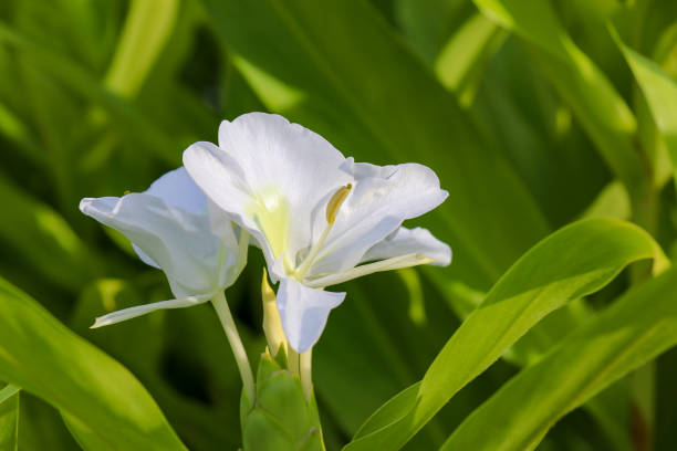Close-up of white flowers of the ginger lily. stock photo