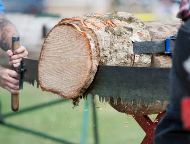 A two-man saw being used to cut a log
