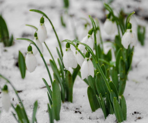 istock White and delicate snowdrop flower, in snow, early spring, selective focus. 1210423234