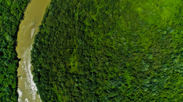 istock Drone view of a river crossing a beautiful forest landscape 1210423348