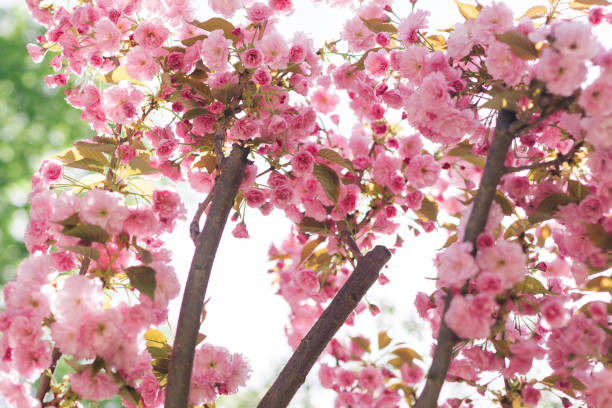 istock Branches of Sakura tree in a sunlight. Amazing pink cherry blossoms. 1210423413