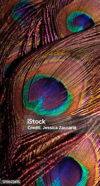 Peacook Feathers Stock Photo - Download Image Now - Peacock Feather,  Backgrounds, Abstract - iStock