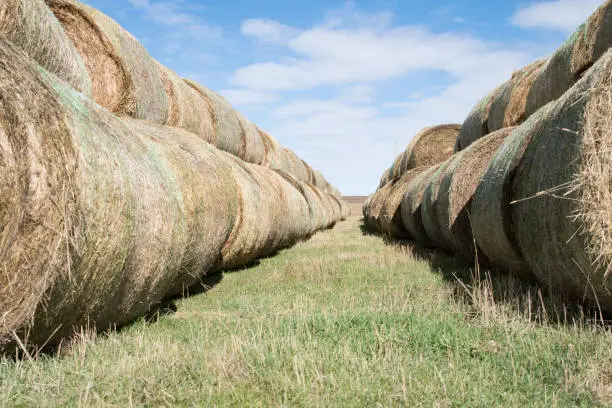 A stacked row of roundbales set out for winter feeding of horses