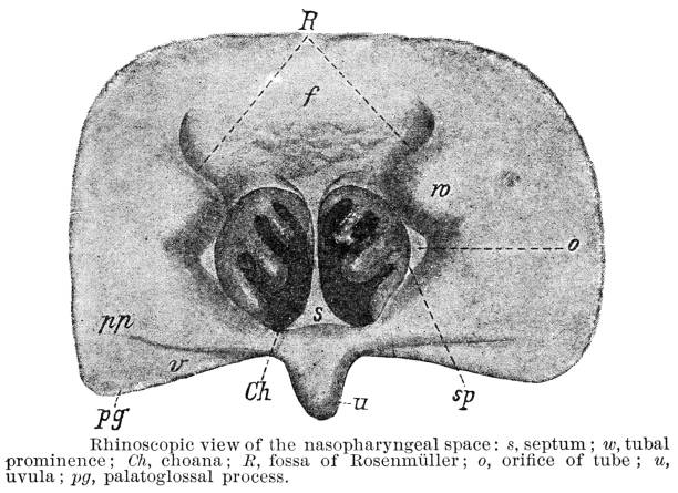 Medical diagram of the Pharynx (Nasopharyngeal) . Vintage etching circa mid 19th century.