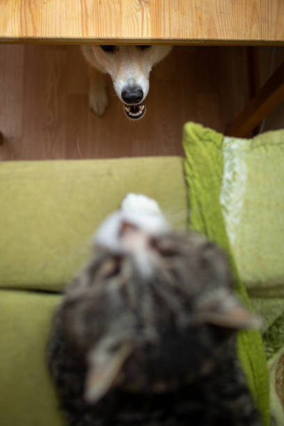 istock Curious dog watching old cat at home 1210428055
