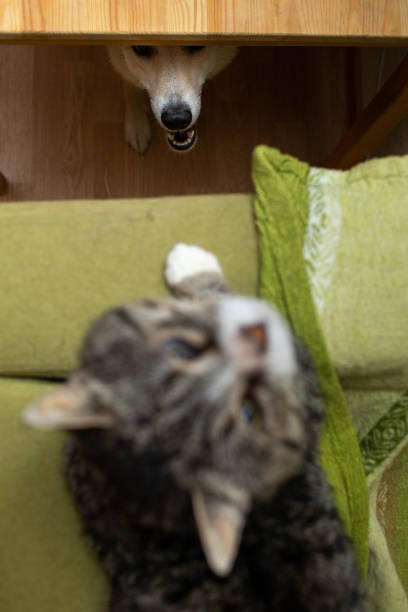 istock Curious dog watching old cat at home 1210428058
