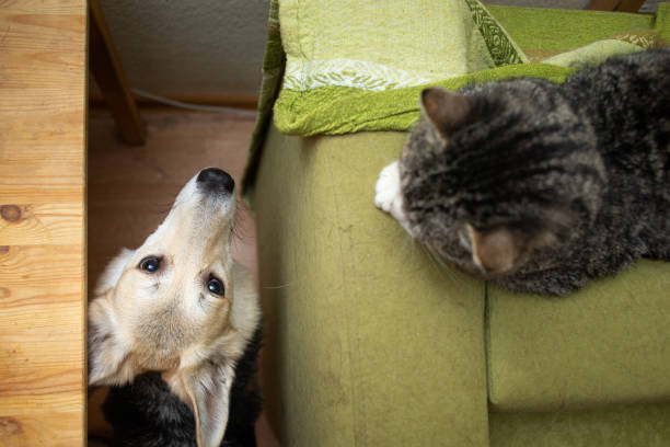 istock Curious dog watching old cat at home 1210428062