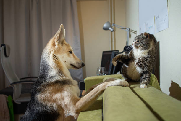 perro juguetón familiarconeles con el gato viejo en casa - cat fight fotografías e imágenes de stock