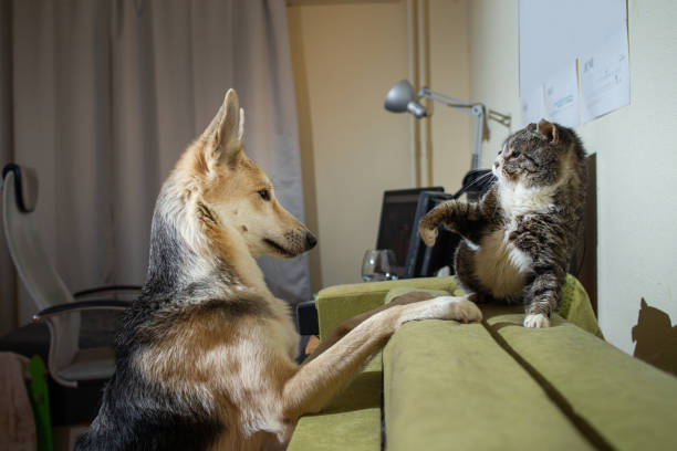 Playful dog acquainting with old cat at home Curious young shepherd dog teasing and playing with unfriendly old gray cat at home hissing photos stock pictures, royalty-free photos & images