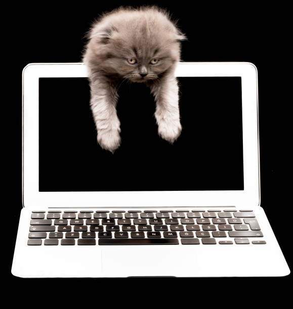 recién nacido agotado escocés fold cat con laptop - kitten newborn animal domestic cat feline fotografías e imágenes de stock