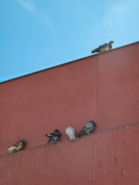 istock Group of doves on a wall 1210429449