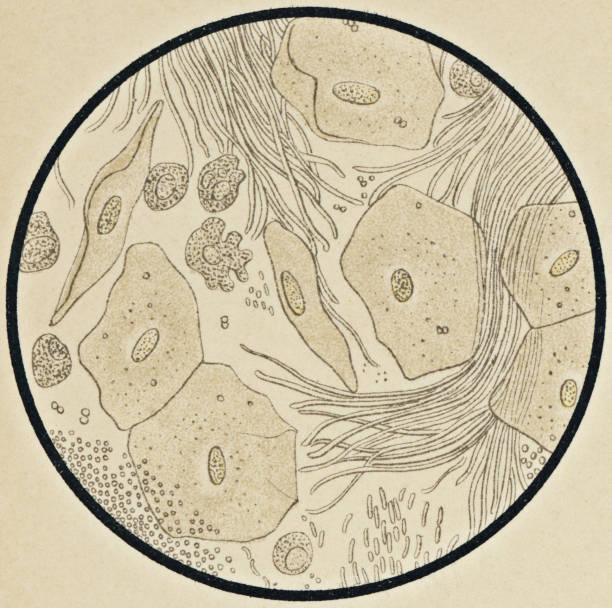 Microscopic View of Gingival/Gum Tissue with Oral Microbiome - 19th Century Microscopic view of human cells and oral microbiome found in the gingival tissue of the gums. Vintage etching circa mid 19th century. vintage medical diagrams stock illustrations