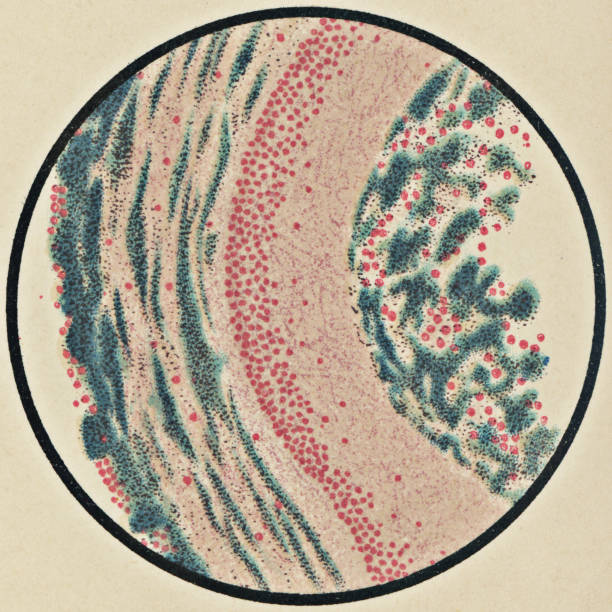 コリネバクテリウム属のストックイラスト素材