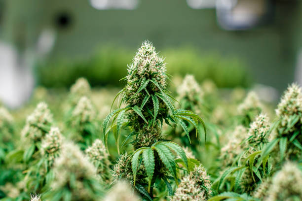 Indoor grown cannabis plant grow stock photo
