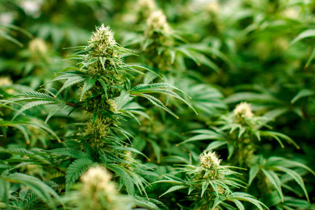 Multiple indoor medical marijuana cannabis plant flowers stock photo