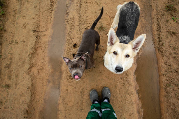 From above faceless owner and different breed dogs looking at camera while standing on dirty rural road