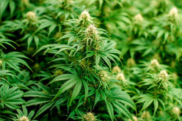 Vibrant green indoor medical recreational marijuana stock photo