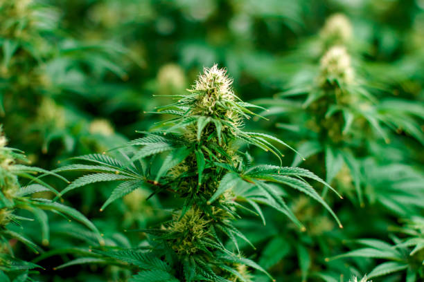Vibrant medical recreational cannabis marijuana plants stock photo