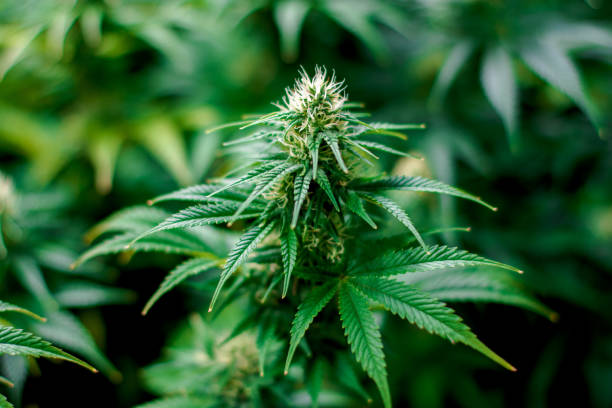 Green indoor medical recreational Cannabis Plant stock photo