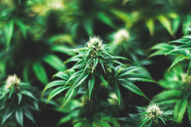 Green flowering indoor medical recreational Cannabis Plant stock photo