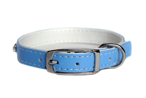 dog collar in leather pet accessory