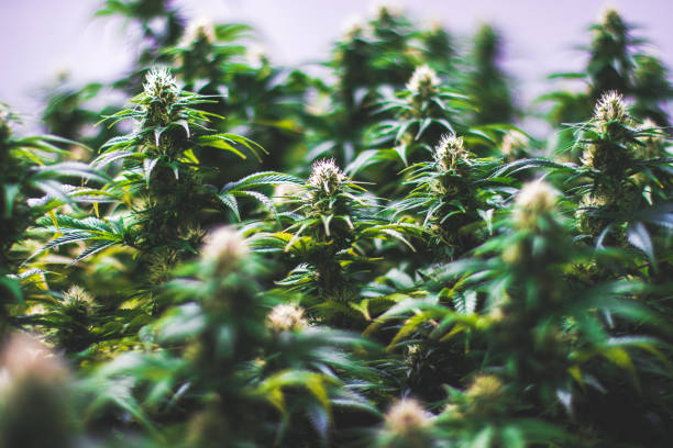 Multiple indoor cannabis plants stock photo