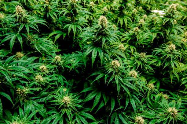 istock Multiple flowering indoor marijuana platnts 1210430857