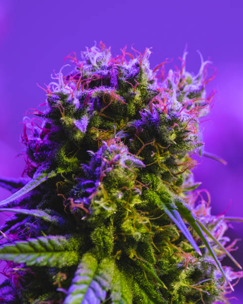 Cannabis flowering under purple LED lights stock photo