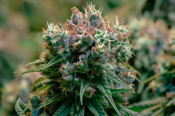 Flowering medical marijuana cannabis flower stock photo