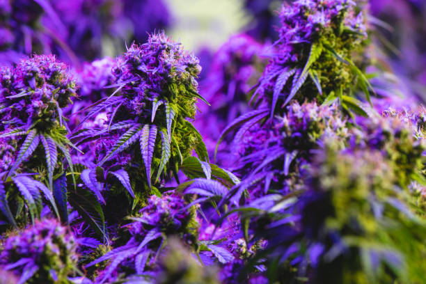 istock Multiple mature purple indoor cannabis plants 1210431007