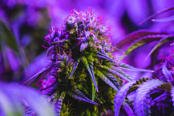 istock Fully developed medical marijuana plant growing under purple LED light 1210431784