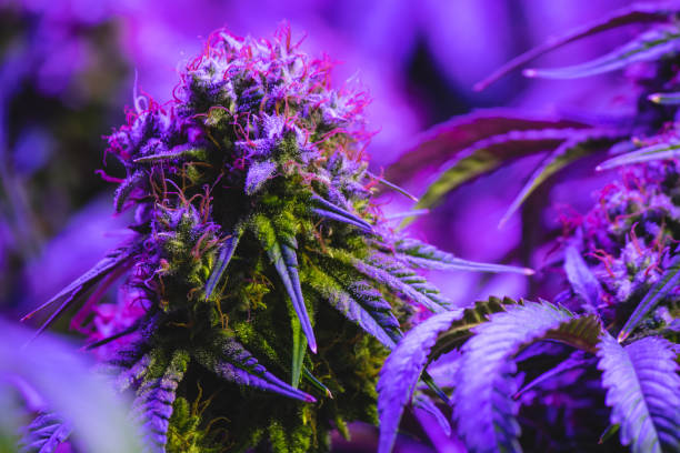 istock Flowering marijuana bud growing under LED lights 1210431785