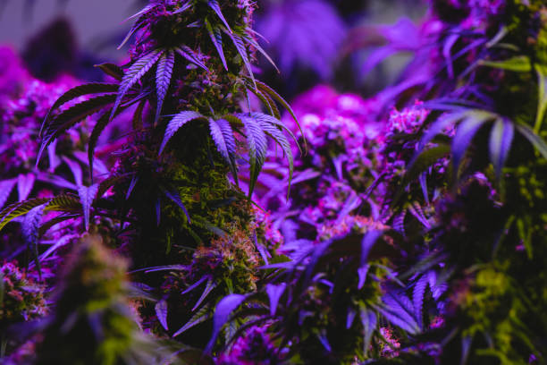 Indoor cannabis flowering under purple LED lights stock photo