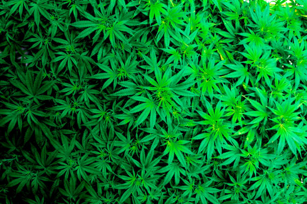 Vibrant green indoor recreational and medical marijuana industry plants and green leaves