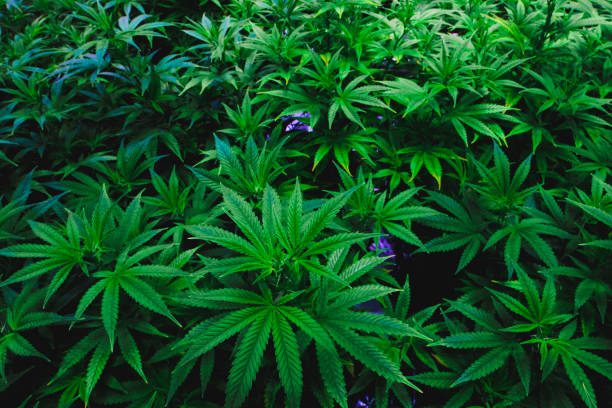 Indoor marijuana leaf canopy stock photo