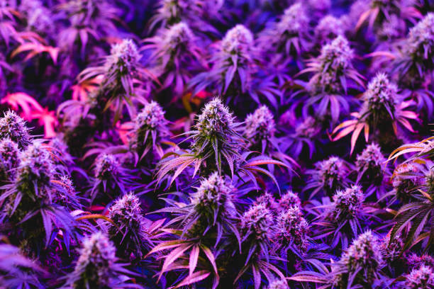 Fully grown purple indoor marijuana plants stock photo