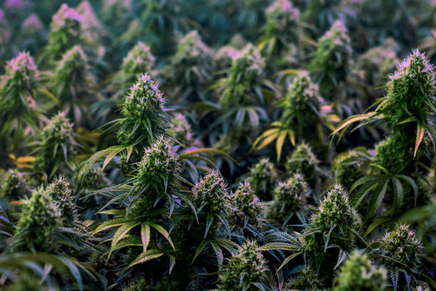 istock Colorful mature medical marijuana plants 1210432032