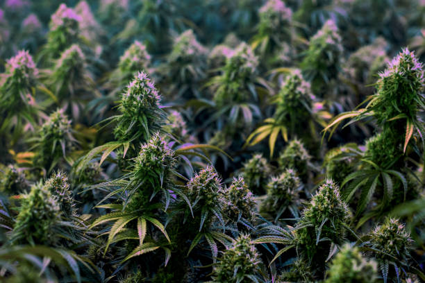 Colorful mature medical marijuana plants stock photo