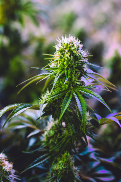 Single mature indoor medical recreational marijuana plant stock photo