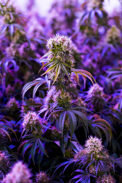 Indoor purple medical recreational marijuana plant close to full maturity stock photo