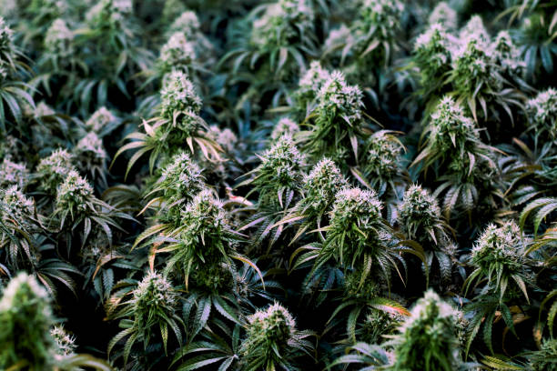Multiple marijuana plants growing indoor to full maturity stock photo